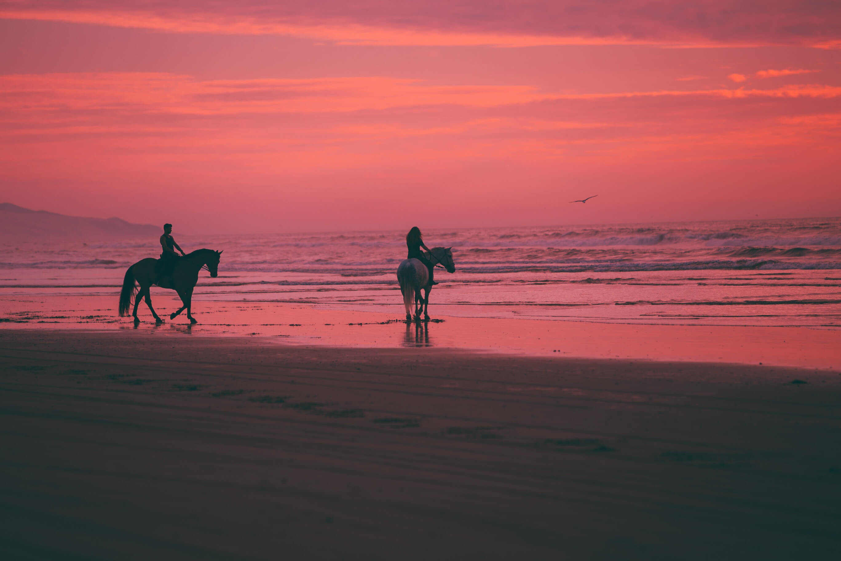 horses at the beach