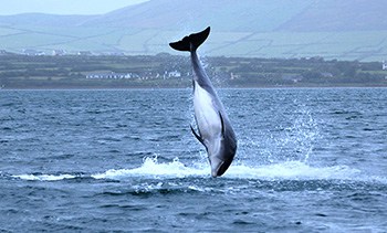 Fungie the Dolphin ireland